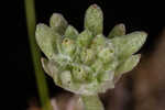 Bighead pygmycudweed